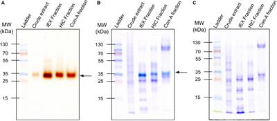 Modulation of Aleurone Peroxidases in Kernels of Insect-Resistant Maize (Zea mays L.; Pob84-C3R) After Mechanical and Insect Damage